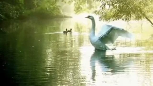 Мысленная прогулка в лесу смотреть онлайн