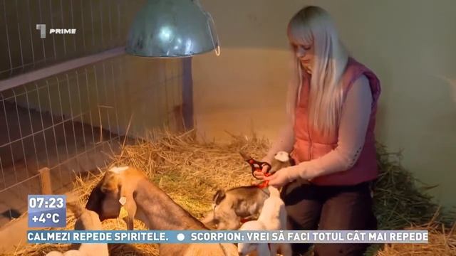 Record, O capra Nubiana a fatat 5 iezi in Moldova, Рекорд, Нубийская коза родила 5 козлят, Молдова смотреть онлайн