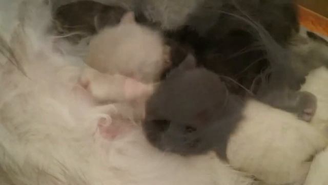 Борьба за сисю котят мейн-кун смотреть онлайн
