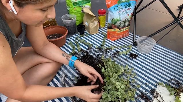 Hoya Curtisii Repotting