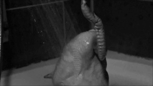 "Психо". Сцена в ванной (Версия с курицей) / The Shower Scene From "Psycho" (The chicken version) смотреть онлайн