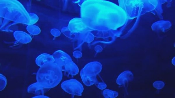 relax music jellyfish релакс музыка медузы