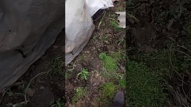 31 марта 2023 г. Инжир. Итог зимовки в траншеях и в открытом грунте смотреть онлайн