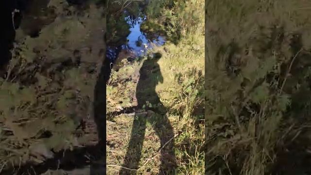 Родник.Количество воды за 4 недели в русле реки Сазда! Вода там где была сухая земля! смотреть онлайн