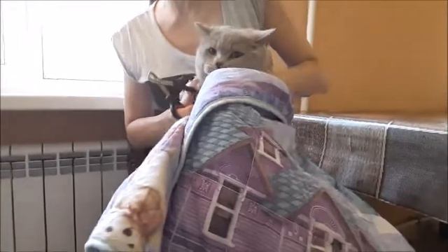 Коту стригут когти! смотреть онлайн