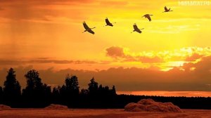 улетели журавли, в небо стаями