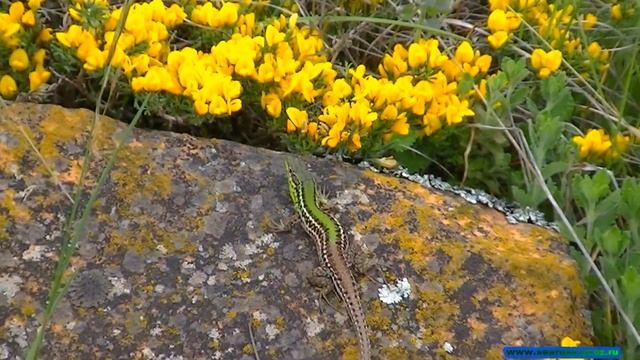 Крымские ящерицы. Crimean lizards. смотреть онлайн