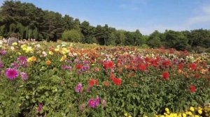 БАБУШКИНЫ ЦВЕТЫ/Ботанический сад/Георгины/Беларусь/Минск/Ежедневный влог/botanical garden