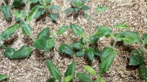 ЧЕРЕНКОВАНИЕ В ВЕРМИКУЛИТЕ.НЕ ТАК УЖ ПРОСТО?!