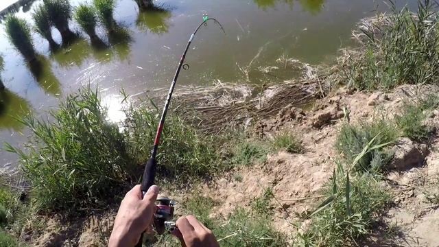 Ловля БЕЛОГО АМУРА на КУКУРУЗУ. МОЩНЫЕ ПОКЛЁВКИ