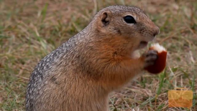 Суслики, забавные жители Татышев / Gophers, the funny inhabitants of the Tatyshev in Krasnoyarsk смотреть онлайн