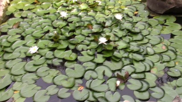 Старый замок .mp4 смотреть онлайн