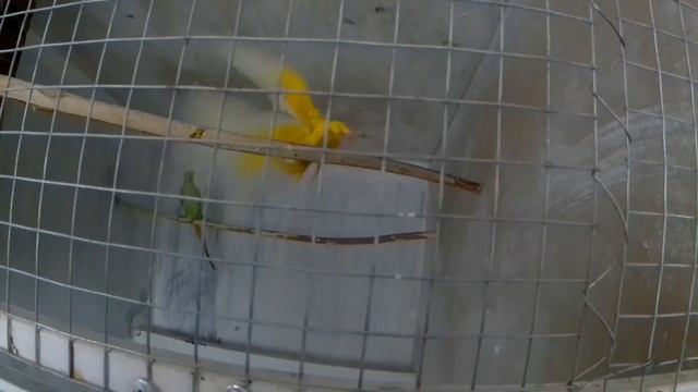 заглянул к другу/ожереловые попугаи неразлучники смотреть онлайн