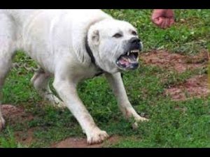 Загрызла насмерть. Почему алабай в Ветке убил свою хозяйку? Зона Х (Беларусь 1)