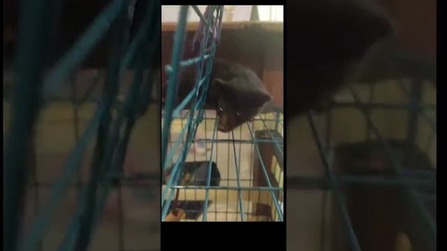 Мусанг. Лувака. Самый дорогой кофе. смотреть онлайн