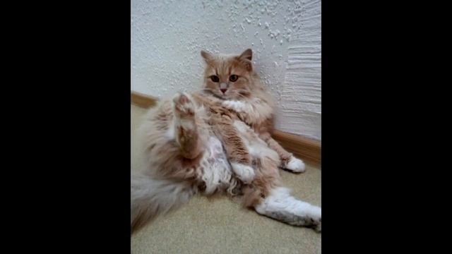 Коты с поднятой задней лапой, коты делают "Хоба", приколы с котами смотреть онлайн
