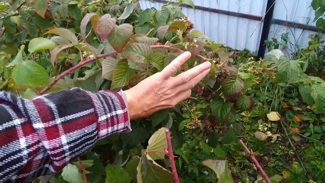 Урожай малины в октябре. Подмосковье. Сорт "Бабье лето 2". смотреть онлайн