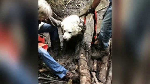 Щенок из приюта стал служебной собакой и спас другое животное. смотреть онлайн