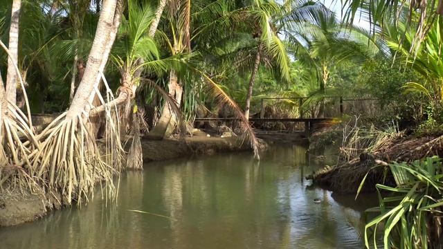 тропический лес . rainforest. смотреть онлайн