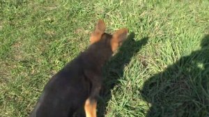 Питомник немецких овчарок