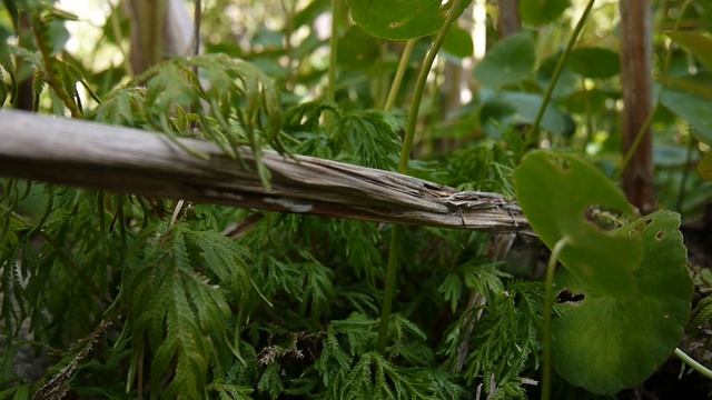 Panasonic Lumix GF3 Video Test + Zuiko iiR 14-42mm 18MBPS смотреть онлайн