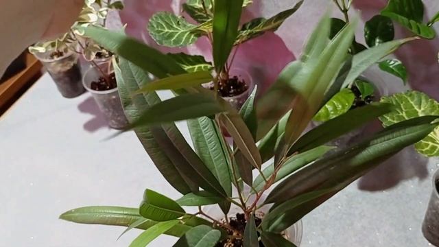 Излишки комнатных растений. 29.04.2023 смотреть онлайн