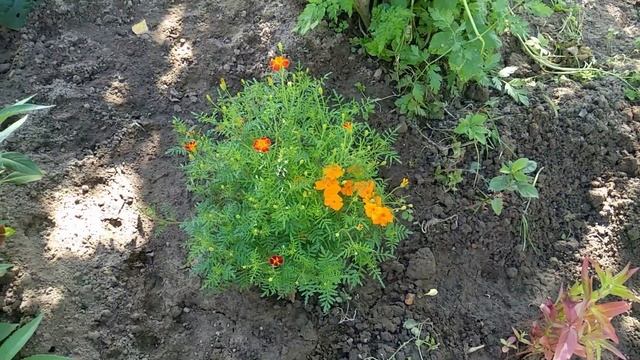 Любовь этого лета - бархатцы тонколистные (тагетесы)