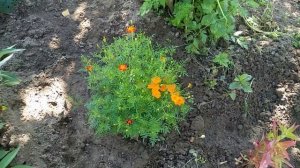 Любовь этого лета - бархатцы тонколистные (тагетесы)