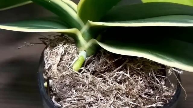 Уход за ОРХИДЕЕЙ 