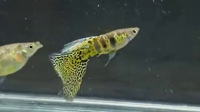 Yellow Tiger King Cobra Guppy Fish смотреть онлайн