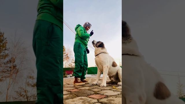 Алабай Тигр #angelsempire #мимими #домашниеживотные #сао #волкодав #алабай #дрессировка смотреть онлайн