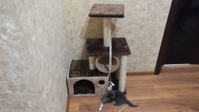 Шотландский вислоухий котёнок играет со своим домиком