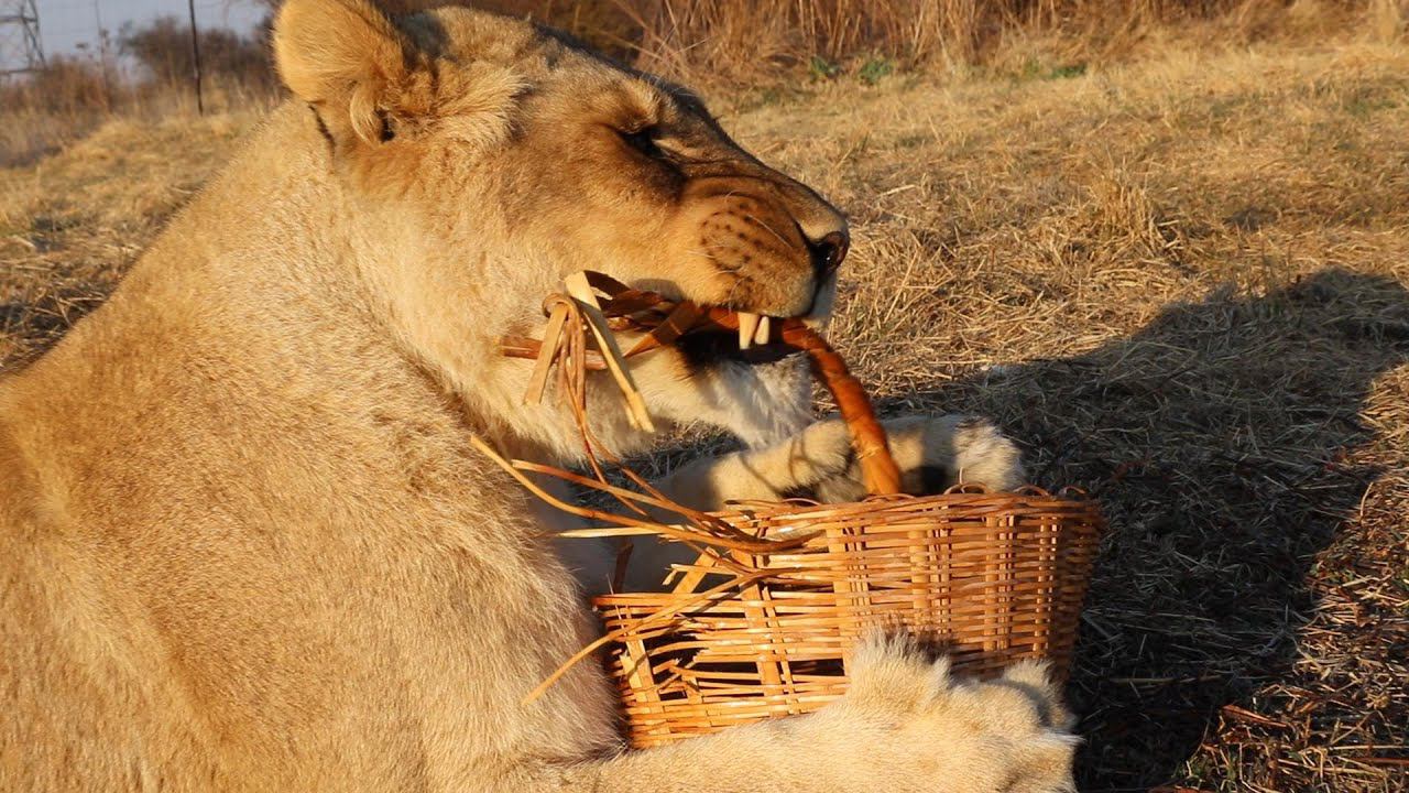 Что львы сделали с корзинкой. смотреть онлайн