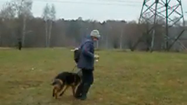 Дрессировка собаки с помощью игрушки, команда рядом смотреть онлайн