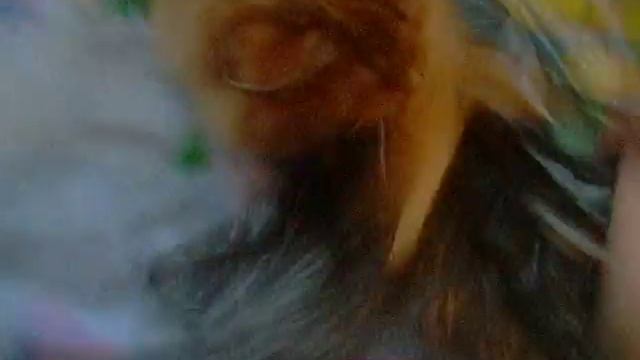 Апельсинка( на даче просто "Муся") смотреть онлайн