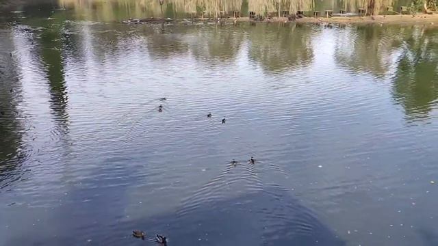 Дендрологический парк в 45 км от Батуми в Шеквитили. Гурия. Грузия смотреть онлайн