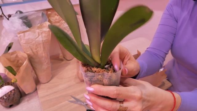 Посылка с НОВЫМИ ОРХИДЕЯМИ. КРУПНОЦВЕТКОВЫЕ! смотреть онлайн