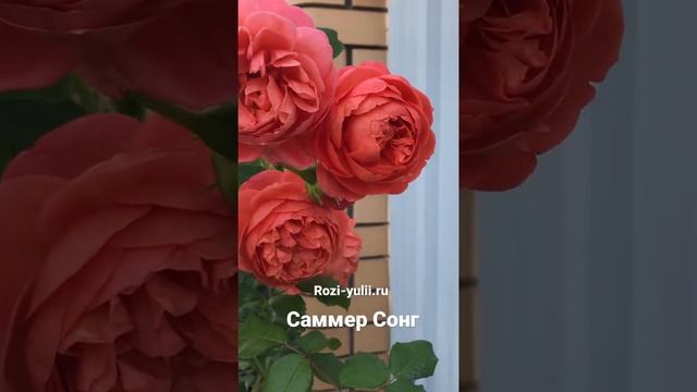 Английские розы?Саммер Сонг ?Каталог саженцев роз rozi-yulii.ru смотреть онлайн