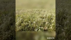 Как сделать ловушку для ящерицы своими руками?