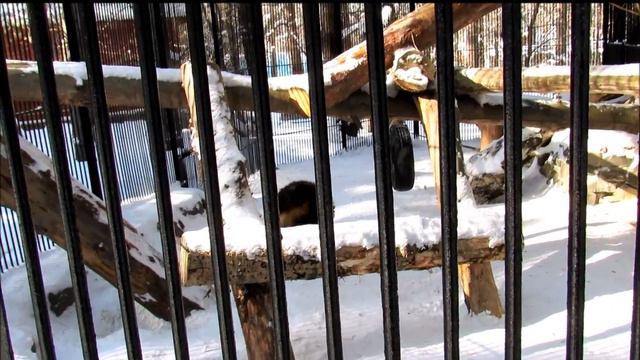 Прекрасная росомаха Норик. 4.03.18 г. смотреть онлайн
