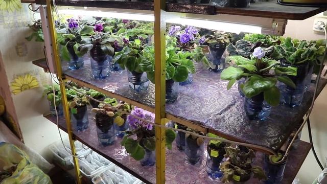 Избыточное освещение для фиалок. Разрушение хлорофилла
