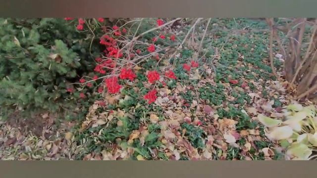 Juniperus horizontalis "Wiltonii"(Можжевельник «Вилтони») смотреть онлайн