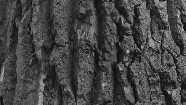 Jedidiah & SITTIM - Здравствуй, кора! смотреть онлайн