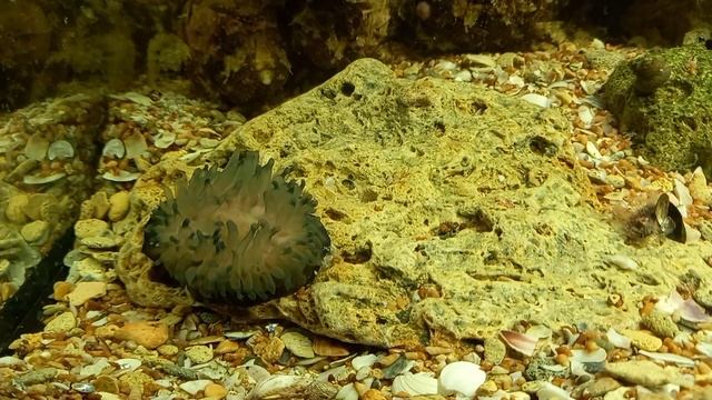 Черноморские актинии в аквариуме смотреть онлайн