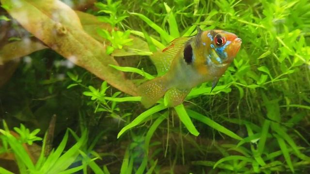 Маленький аквариум|Основы ухода и выбора оборудования|Уход за небольшим аквариумом|Первый аквариум смотреть онлайн