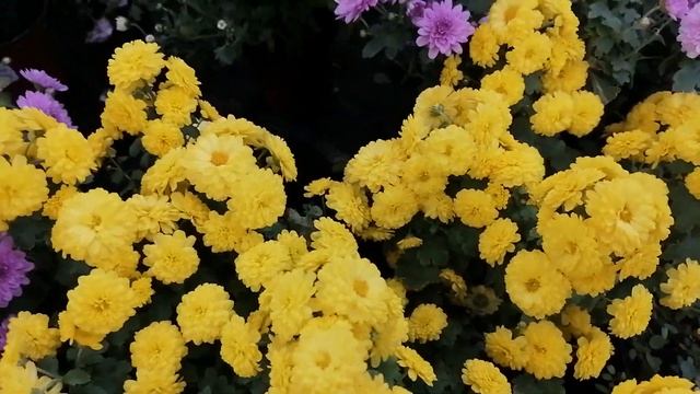 Октябрь Магазин ОБИ Садовый рай.Много новых цветов.Выгодная цена.Акции.Розы.Бегония.Гербера микс. смотреть онлайн