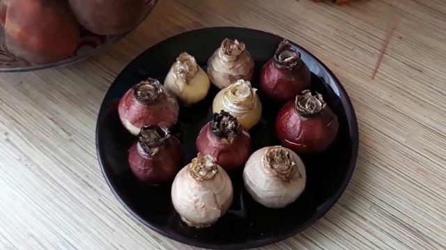 ХРАНЕНИЕ ЛУКОВИЦ ГИАЦИНТОВ ЛЕТОМ.ОБЗОР НА 7 АВГУСТА смотреть онлайн