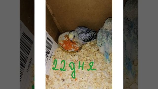 Как растут птенцы волнистых попугаев. смотреть онлайн