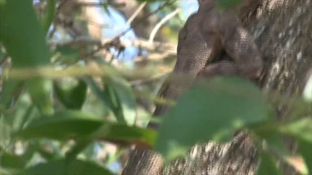 Frilly lizard (Chlamydosaurus kingii) смотреть онлайн