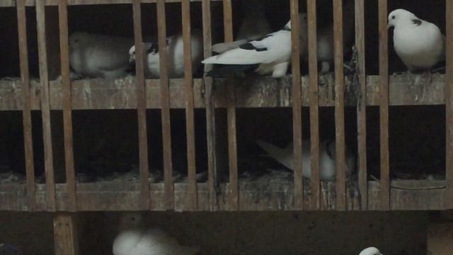 #Pigeons.Точно как у людей. смотреть онлайн